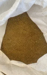 بذر یونجه