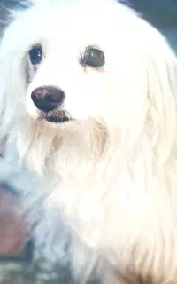 گمشده