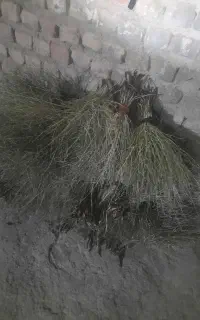 جارو کوهی