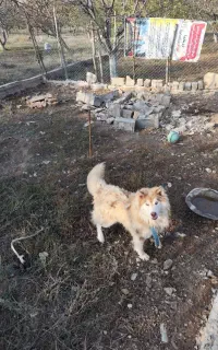 هاسکی ۸ماهه