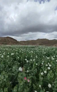 خرما محلی