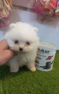 پامر مینی خرسی نر