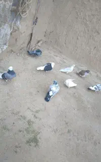کبوتر تهرانی