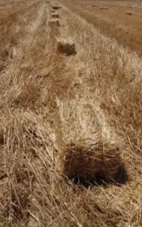 کلش گندم وجو آبی ،نرم مخصوص مصرف کننده