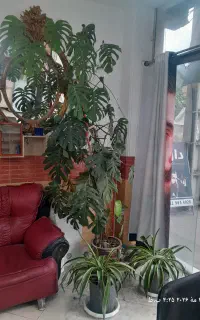 گل برگ انجیری خیلی بزرگ