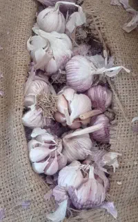 سیر خشک طارم