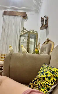 فروش دو عروس هلندی نروماده و یک عدد کوتوله برزیلی