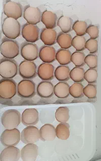 تخم مرغ خانگی