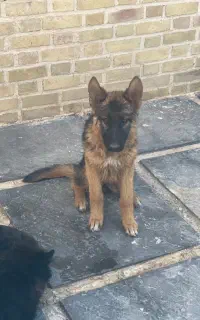 فروش توله سگ جرمن شفرد (German Shepherd) اصیل