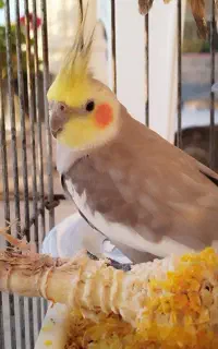 جفت عروس هلندی عروسک