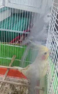 عروس هلندی مولد و جوجه بزرگ کن