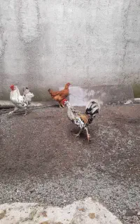خروس.۴۰تاج‌ریش‌دارزیبا