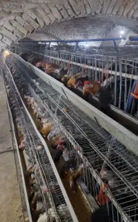قفس مرغ تخمگذار
