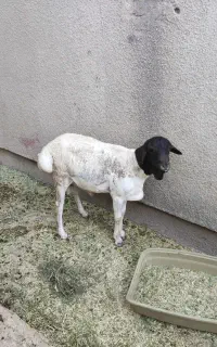 بره نر سرسیاه  نژاددار