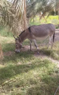 الاغ رام شده