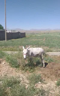 الاغ جوان