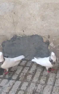 ۸عدد کبوتر