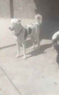 سگ.