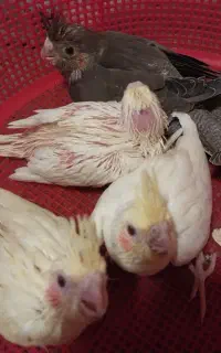 جوجه عروس هلندی