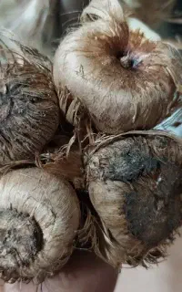 پیاز زعفران