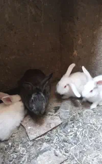 بچه خرگوش لوپ