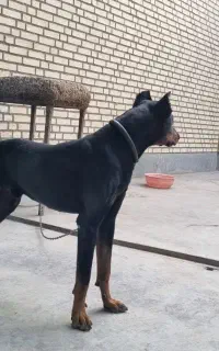 سگ دوبرمن داگو ژرمن پیت بول کنکورسو گریت دین