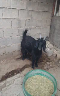 بز و یه تیشتر