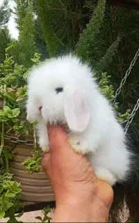خرگوش لوپ هلندی
