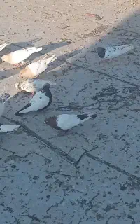 تعداد ۴۰ عدد کبوتر