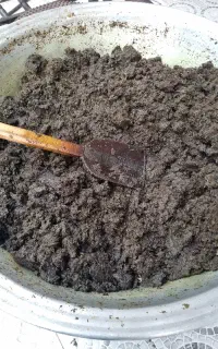 سبزی ارگانیک گیلان