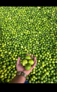 لیمو ترش