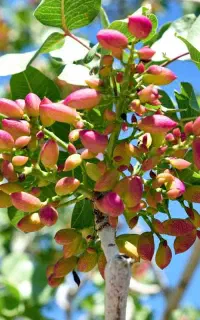 راهکار افزایش باردهی و کیفیت پسته/کود های ارگانیک