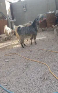 کهره نر آبدان