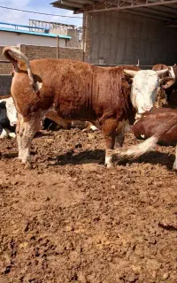 خریدار و فروش گوساله