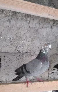 کبوتر پرشی نر و ماده