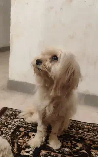 سـگ