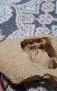 فسیل