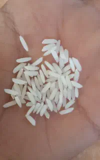 برنج اصلیل ایرانی ، گیلانی