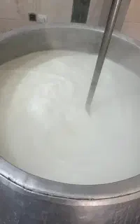 ماست فله