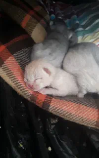 واگذاری اسکاتیش