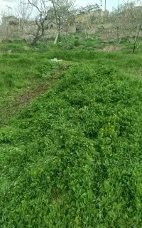 کارگر خانم جهت هرس کردن علف