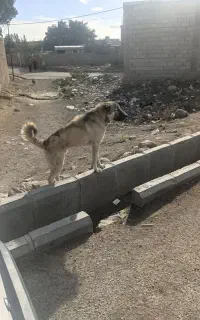 توله 7ماهه سرابی نر