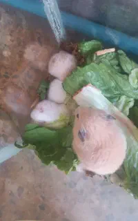 همستر با اکواریوم