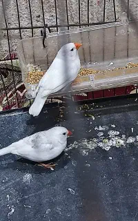 فروش ۲گوش سفید و ۲فنچ