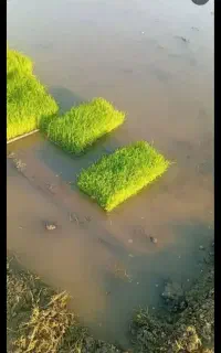 خریدار سینی نشاه و نشاه دستی هرچند عدد متراژ