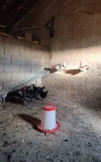توتک خروس