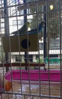 یک جفت مرغ عشق