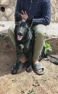 ژرمن بلک