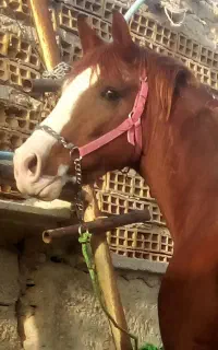 خالص ایرانی کورسی زیبایی