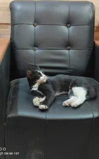 بچه گربه دستی پیدا شده